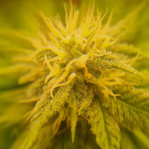 Gelato Royal Auto growlog timeline photo