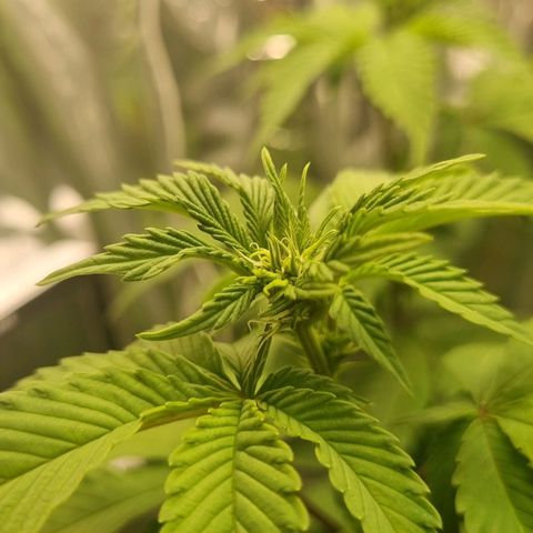 Old Red Sour growlog timeline photo