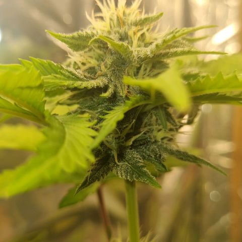 Gelato Royal Auto growlog timeline photo