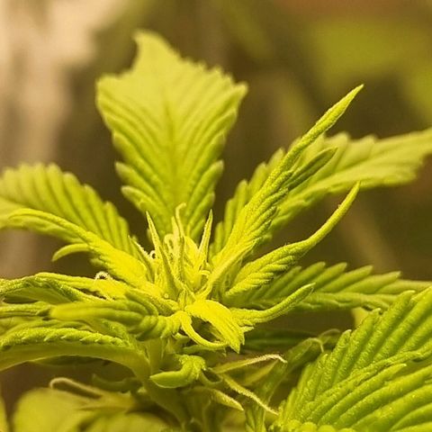 Old Red Sour growlog timeline photo