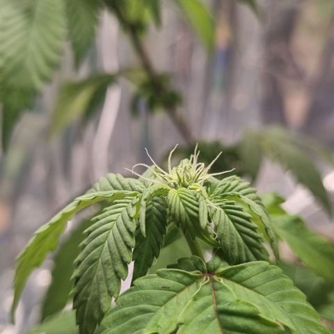 Old Red Sour growlog timeline photo