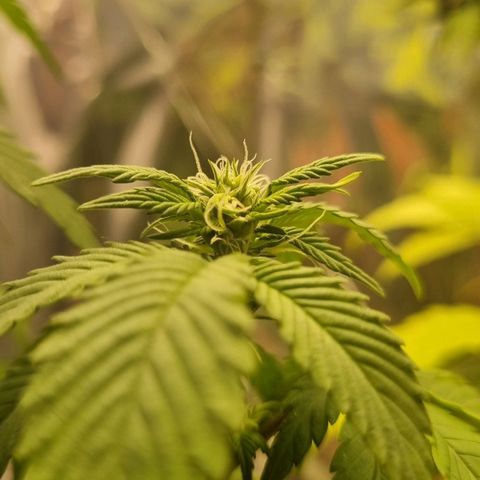Old Red Sour growlog timeline photo