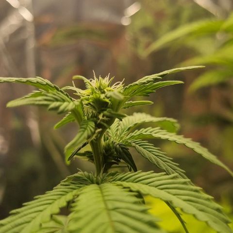 Old Red Sour growlog timeline photo
