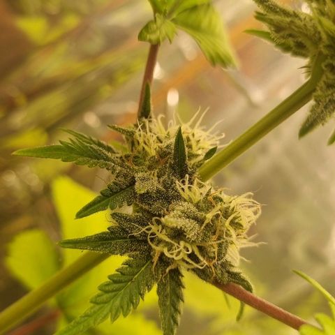 Gelato Royal Auto growlog timeline photo