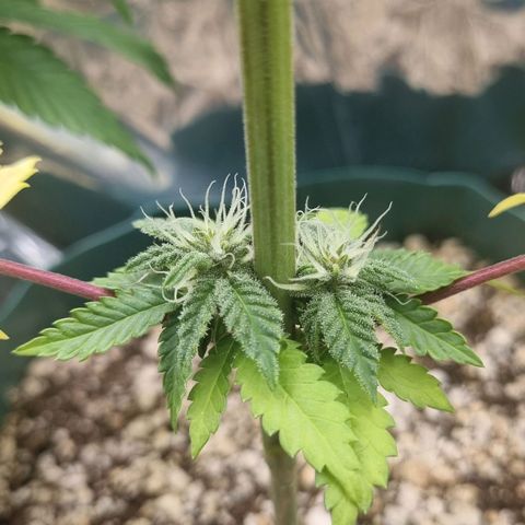 Gelato Royal Auto growlog timeline photo
