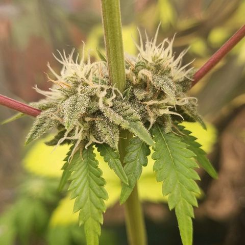 Gelato Royal Auto growlog timeline photo