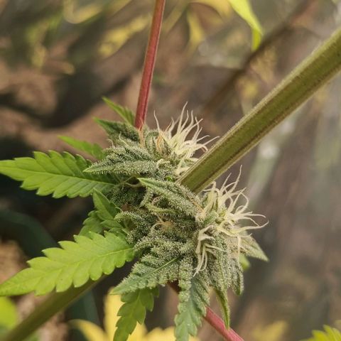 Gelato Royal Auto growlog timeline photo