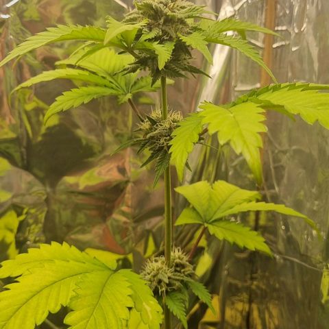 Gelato Royal Auto growlog timeline photo