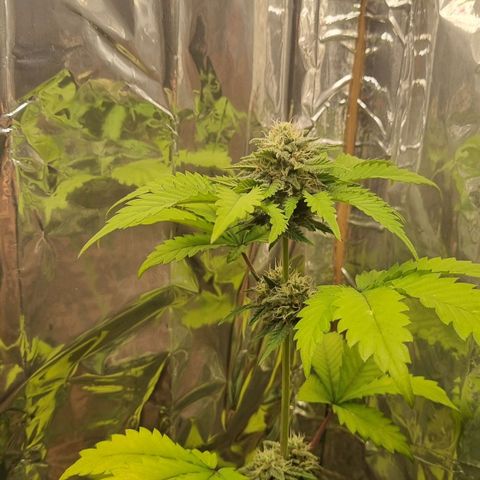 Gelato Royal Auto growlog timeline photo