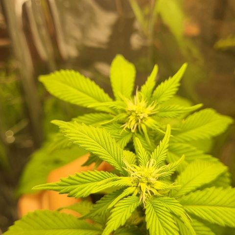 Old Red Sour growlog timeline photo