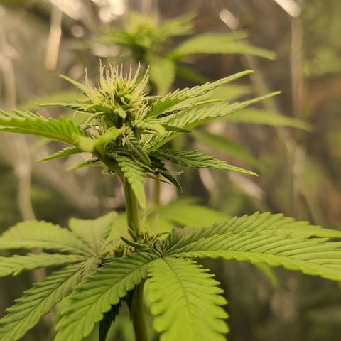 Old Red Sour growlog timeline photo