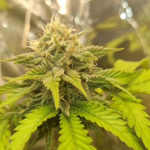 Gelato Royal Auto growlog timeline photo