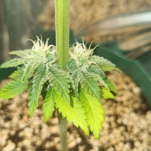 Gelato Royal Auto growlog timeline photo