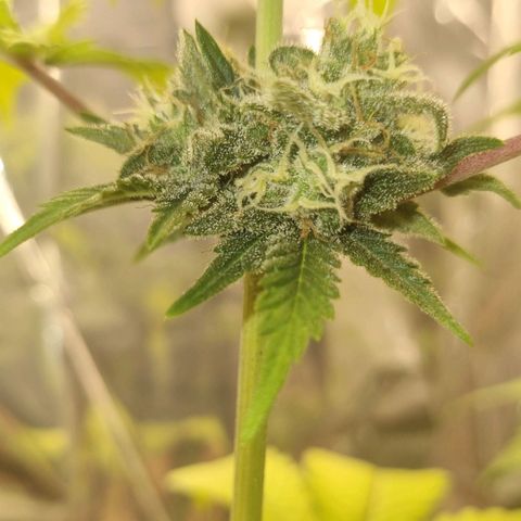 Gelato Royal Auto growlog timeline photo