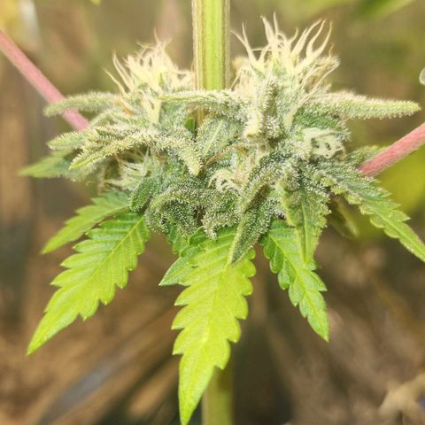 Gelato Royal Auto growlog timeline photo