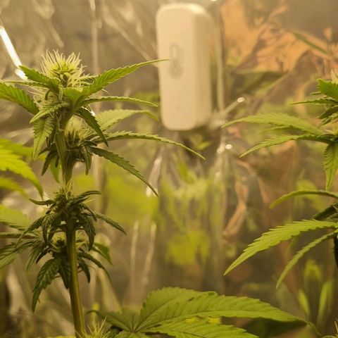Old Red Sour growlog timeline photo