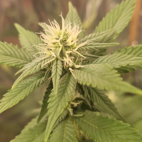 Old Red Sour growlog timeline photo