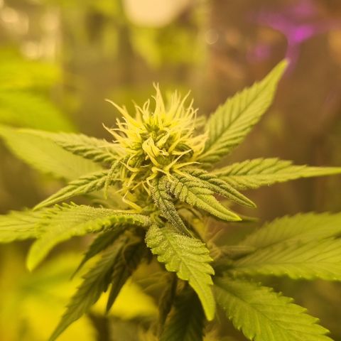 Old Red Sour growlog timeline photo