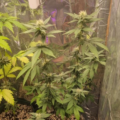 Old Red Sour growlog timeline photo