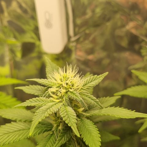 Old Red Sour growlog timeline photo