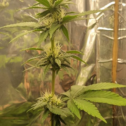 Old Red Sour growlog timeline photo