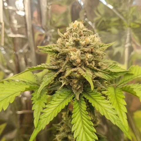 Gelato Royal Auto growlog timeline photo