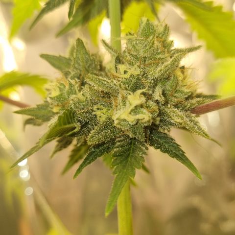 Gelato Royal Auto growlog timeline photo