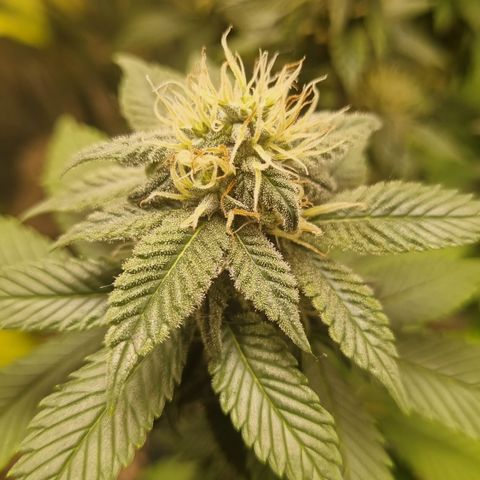Old Red Sour growlog timeline photo