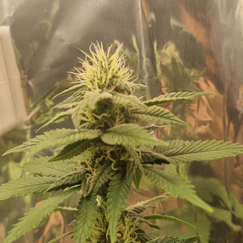 Old Red Sour growlog timeline photo