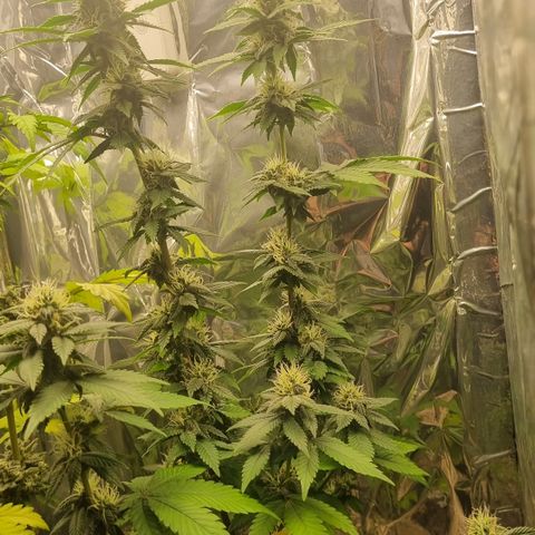 Old Red Sour growlog timeline photo