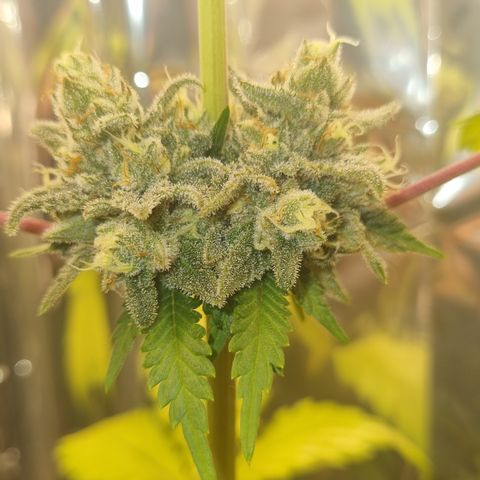 Gelato Royal Auto growlog timeline photo