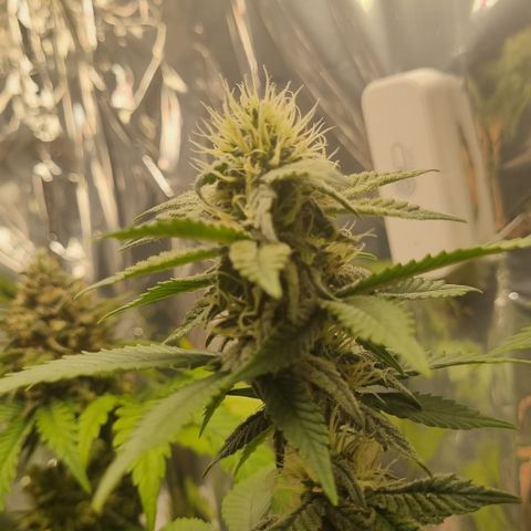 Old Red Sour growlog timeline photo