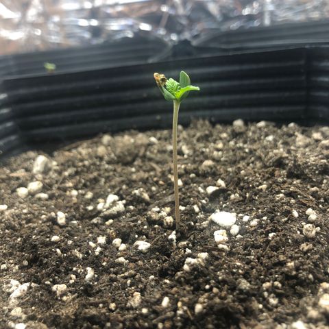 Tonha #1 growlog timeline photo