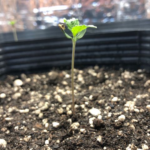 Tonha #1 growlog photo: possível estiolamento, mas segue crescendo saudável