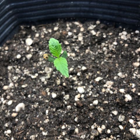 Tonha #1 growlog photo: possível estiolamento, mas segue crescendo saudável