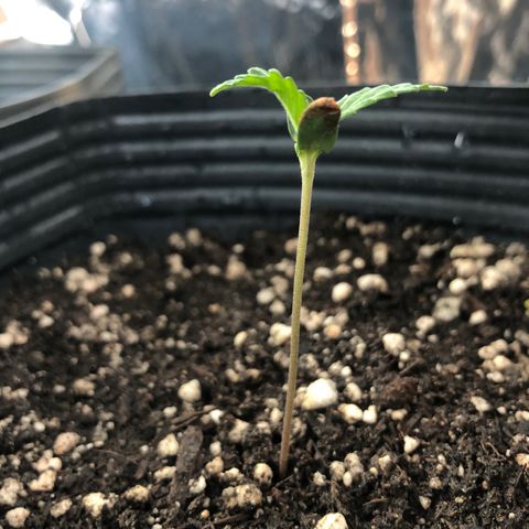 Tonha #1 growlog timeline photo