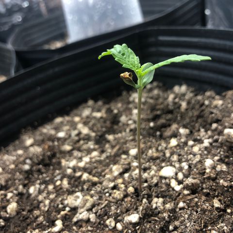 Tonha #1 growlog photo: ainda há um resquício de casca de semente na planta, porém, nenhum problema encontrado, planta crescendo saudável 