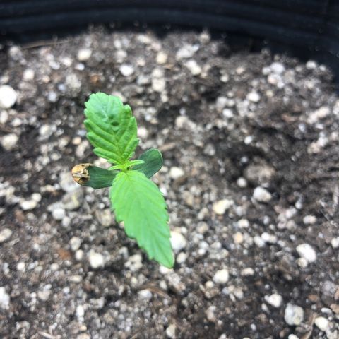 Tonha #1 growlog photo: ainda há um resquício de casca de semente na planta, porém, nenhum problema encontrado, planta crescendo saudável 