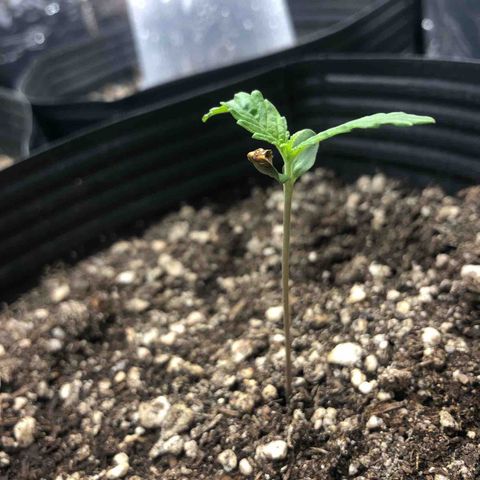 Tonha #1 growlog timeline photo