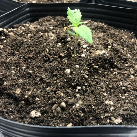 Tonha #1 growlog timeline photo