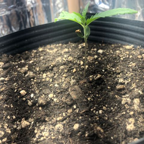 Tonha #1 growlog timeline photo