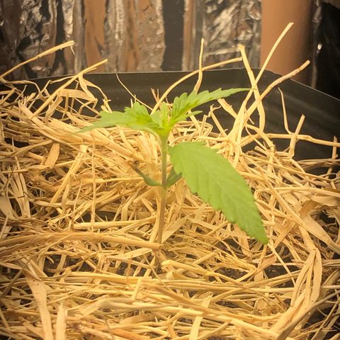 Tonha #1 growlog timeline photo