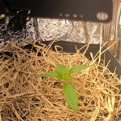 Tonha #1 growlog timeline photo