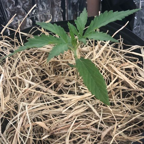Tonha #1 growlog timeline photo
