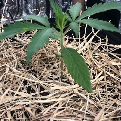 Tonha #1 growlog timeline photo