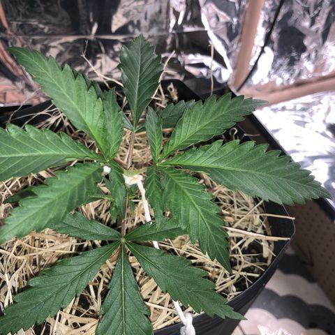 Tonha #1 growlog timeline photo