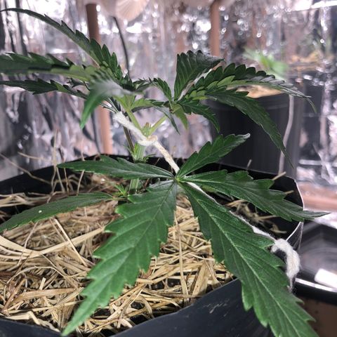 Tonha #1 growlog timeline photo