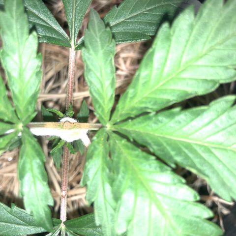 Tonha #1 growlog timeline photo