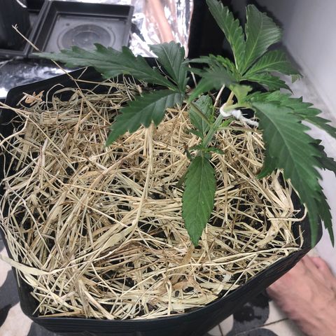 Tonha #1 growlog timeline photo