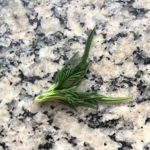 Tonha #1 growlog timeline photo